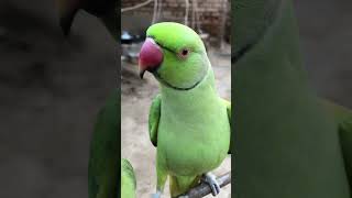 Birds talking parrot babyparrotកូនសេក [upl. by Natsirc]