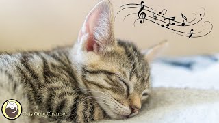 528 Hz Soothing Music for Cats to Relieve Stress and Anxiety with cat purring sounds [upl. by Darrell762]