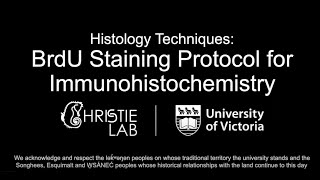 BrdU Immunohistochemical Staining Protocol [upl. by Lana257]