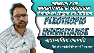 Pleiotropy Genetics  बहुप्रभाविता bahuprabhavita pleiotropy class 12 biology chapter 5 By Ashish [upl. by Kancler]