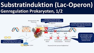 Lac Operon  LactoseOperon Modell  Genregulation durch Substratinduktion 12 [upl. by Adoh880]