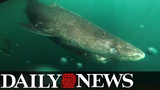 Greenland Sharks  Daily Planet Shark Week [upl. by Ahsiekit]