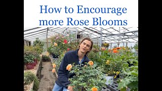 Quick Tip on Getting More Rose Blooms [upl. by Worthington]