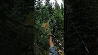 Archery Elk Shot bowhunting elkhunting [upl. by Tergram]