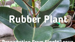 HOW TO PROPAGATE RUBBER PLANTTREE [upl. by Iclek]