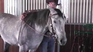 Function of a Bridle with a Snaffle Bit [upl. by Louls]