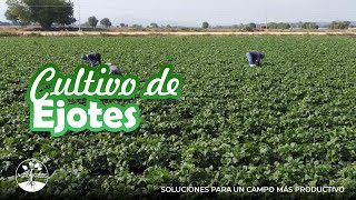 Cultivo de ejotes y su nutrición [upl. by Estus]