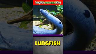 lungfish की awesome चीज़😯 lungfish fish fishing seacreatures viralvideo awesome [upl. by Gannon791]