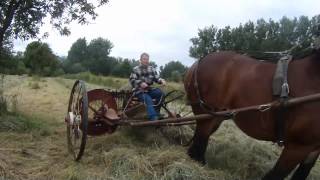 Making hay with Belgian draft horse Hooien met trekpaard [upl. by Llenehc]