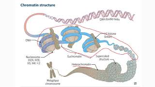 1 Cromatina heterocromatina eucromatina metilación de ADN e histonas acetilación [upl. by Farrington]