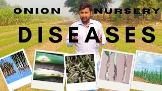 Onion nursery diseases and Its control [upl. by Aihcrop]