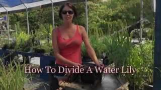 How To Divide A Water Lily [upl. by Sheehan]