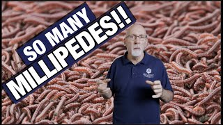 How To Get Rid Of Millipedes [upl. by Namzzaj]