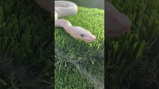 Leucistic ball python [upl. by Alyakam]