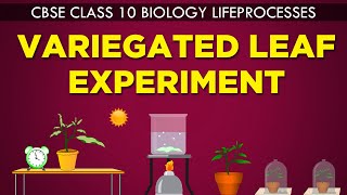 VARIEGATED LEAF EXPERIMENT  LIFE PROCESSES  cbse 10th biology Ncert Class 10  CBSE syllabus [upl. by Yrac]