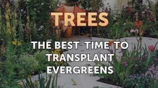 The Best Time to Transplant Evergreens [upl. by Lapides]