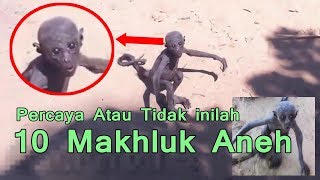 NYATA 10 Makhluk Tak Lazim Berhasil Tertangkap Kamera aneh [upl. by Avivah187]