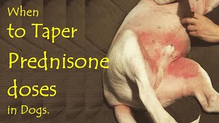 When is the right time to taper prednisone dose in dogs [upl. by Uwton]