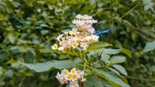 The Lantana Plant A Study in Natures Revenge  Flora Study [upl. by Maryanne456]