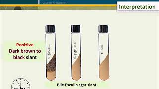 Bile Esculin Test BET [upl. by Eanore460]