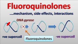 Fluoroquinolones  PART2  Mechanism side effects and interactions [upl. by Ardnuasac]