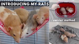 How To Introduce Rats To Each Other part 3 [upl. by Allimac966]