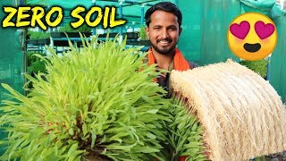 बिना मिट्टी  Organic Farming  90 पानी की बचत  Hydroponics Farming in India  Indian Farmer [upl. by Marylou]