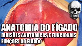 Vídeo Aula 150  Anatomia Humana  Sistema Digestório • Fígado Anatomia funcional e funções gerais [upl. by Arrek784]