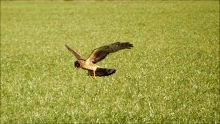 Northern Harriers Hunting HD [upl. by Eniarol]