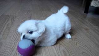 White pekingese puppy playing Super CUTE [upl. by Auliffe]