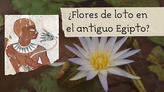 ¿Flores de loto en el antiguo Egipto Descubre la botánica verdad [upl. by Ailene]