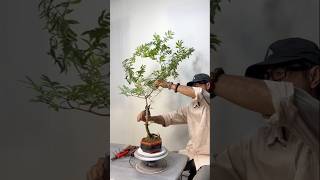 Create a small bonsai tree in just 5 minutes for beginners [upl. by Neale]