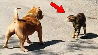 El Gato Más Valiente Captado en Cámara Derrotando a Perros  Animales Divertidos [upl. by Roderick]