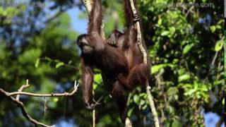 Bornean orangutan mating [upl. by Halsted12]