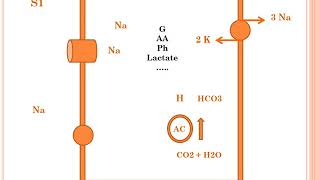 Sodium Physiologie partie 01 [upl. by Darleen491]