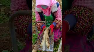 youtubeshorts agriculture viralvideo [upl. by Adnaval]