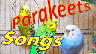 35 Hr Joyful Parakeets Eating Vegetables Budgies Chirping Healing Stress of lonely Bird Videos [upl. by Dopp]