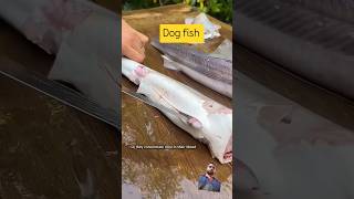 Fishfishing fish cooking recipe blacktipshark fishshark greenfish fishspecies bassfishing [upl. by Brianna]