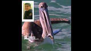 Pelicans Diving  Catching Fishesviral ytshorts pelicans shorts reaction [upl. by Asoramla295]