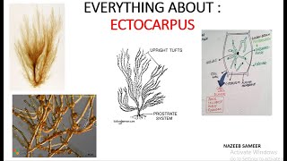 Ectocarpus Gen Account amp Thallus structure BY NAZEEB SAMEER [upl. by Alphonse312]