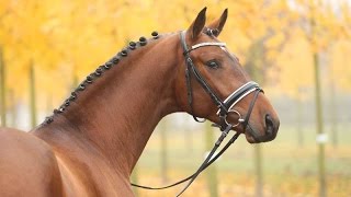 Amazing Horse  Hanoverian Horse [upl. by Conley]