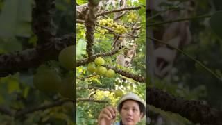 Star gooseberry reaksmeytv fruit berry gooseberry [upl. by Caputo]