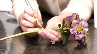 How to Grow Hydrate and Hold Cut Hellebores [upl. by Idnat]