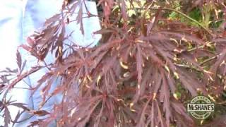 How To Care For Your Japanese Maple Trees [upl. by Arihat]