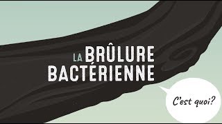 La brûlure bactérienne des pommiers [upl. by Appleton]