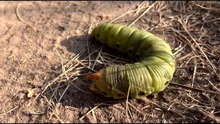 Gąsienice motyli CATERPILLAR [upl. by Leamse680]