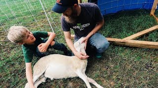 Simple Trick CALMS Sheep for Butchering [upl. by Lenna870]