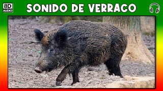 SONIDO DE VERRACO 🐗 [upl. by Scarface]