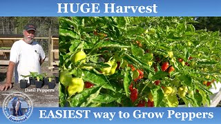 EASIEST Way to Grow Peppers l HUGE Harvest [upl. by Atikam891]