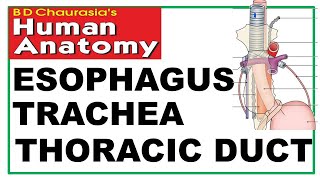 Chp 20  Esophagus  Trachea  Thoracic Duct  Thorax  Dr Asif Lectures [upl. by Anailuj181]